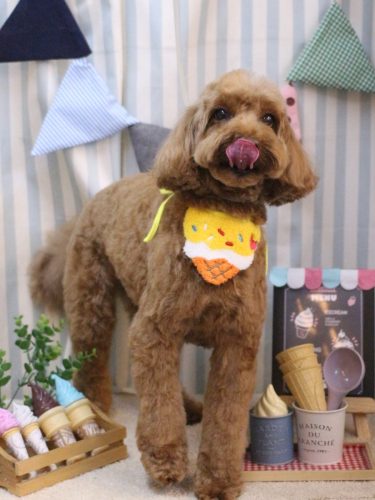 20250504テディくん